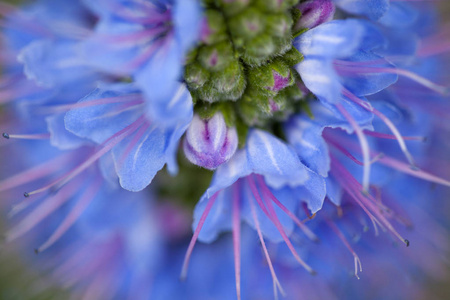 植物区系的大加那利岛echium callithyrsum