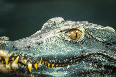 s dwarf caiman Paleosuchus palpebrosus.