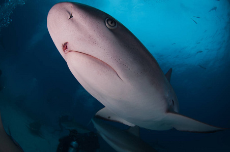 巴哈马的加勒比礁鲨鱼