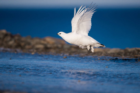 在斯瓦尔巴群岛的一个阳光明媚的冬天,北极鸟靠近白色的极地照片
