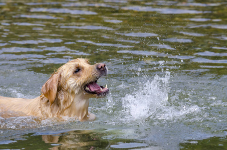 金毛猎犬在湖水中快速奔跑图片