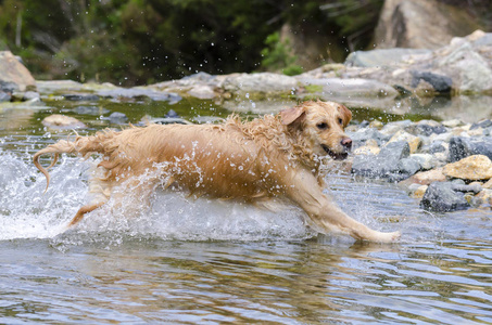 金毛猎犬在湖水中快速奔跑