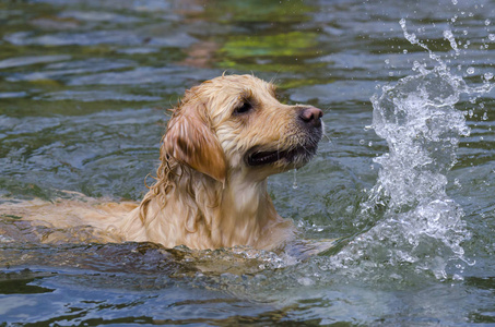 金毛猎犬在湖水中快速奔跑图片