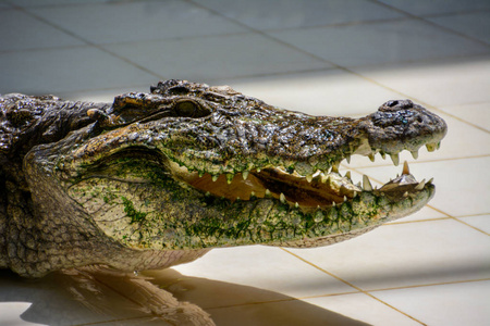 鳄鱼在泰国鳄鱼农场休息。