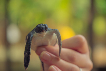 一只新生的小乌龟在一个人的手中。