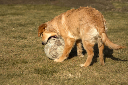 一只金色的猎犬正在花园外面玩耍。