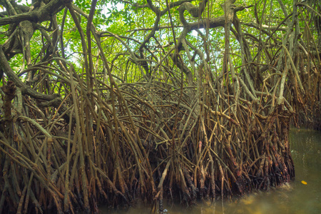 斯里兰卡河上的红树林。
