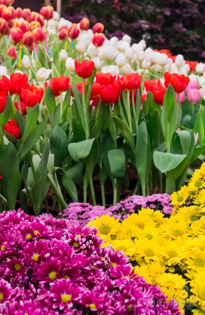 五颜六色的郁金香和鲜花盛开在舒适的花园里