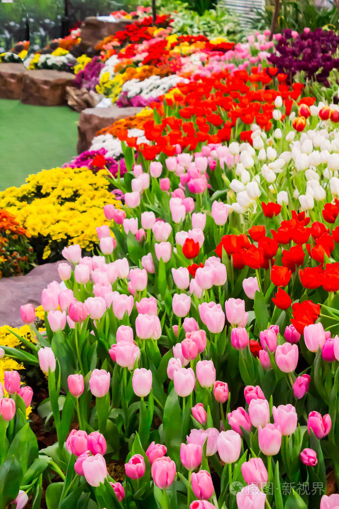 五颜六色的郁金香和鲜花盛开在舒适的花园里