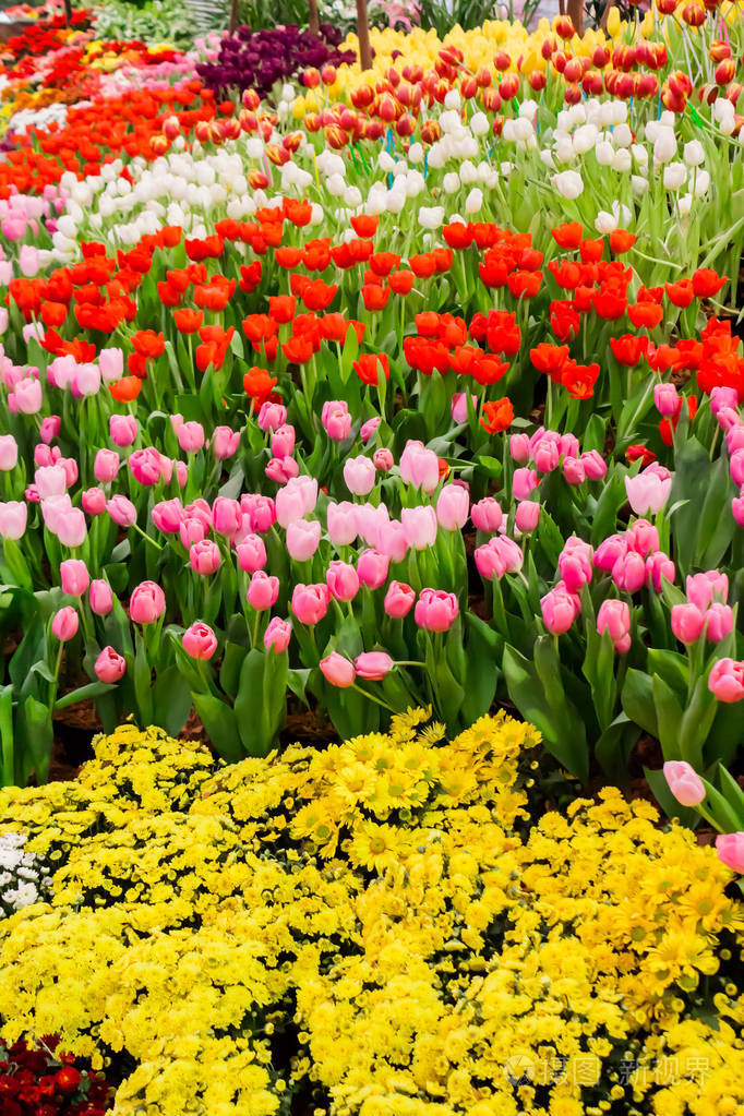 五颜六色的郁金香和鲜花盛开在舒适的花园里