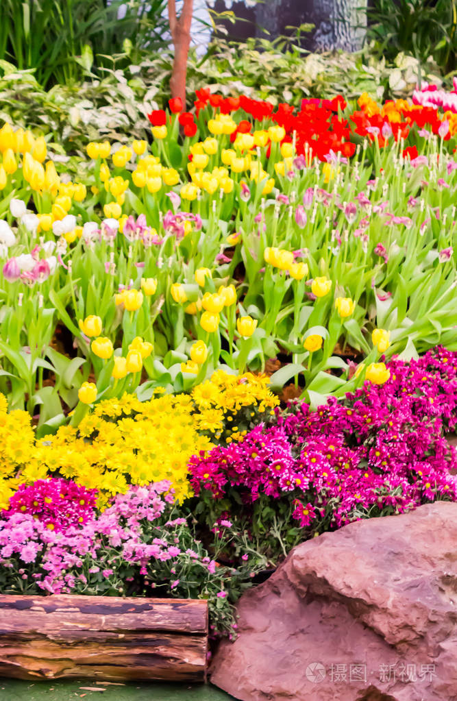 五颜六色的郁金香和鲜花盛开在舒适的花园里