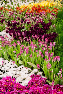 五颜六色的郁金香和鲜花盛开在舒适的花园里
