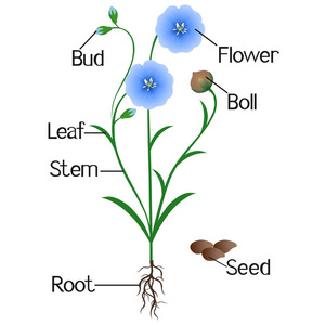 白色背景下蓝色亚麻植物的一部分.照片