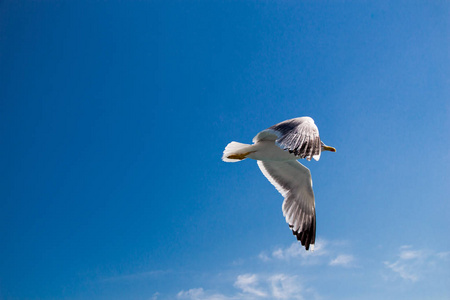 一只海鸥以多云的蓝天为背景飞行