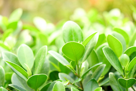 天然绿色的植物背景或壁纸.绿叶在阳光下的夏天花园里的自然观照片