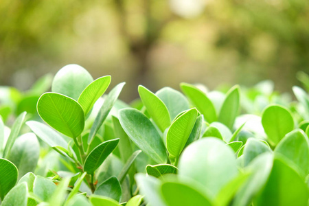 天然绿色的植物背景或壁纸。绿叶在阳光下的夏天花园里的自然观