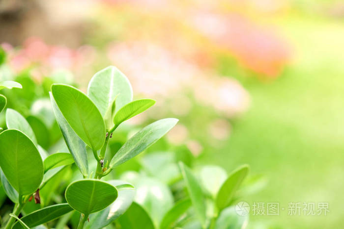 天然绿色的植物背景或壁纸.绿叶在阳光下的夏天花园里的自然观