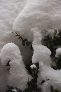 布克斯在雪地里。 树上的雪花。 冬天的植物。