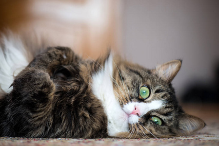 房子的猫躺在地毯的后面。
