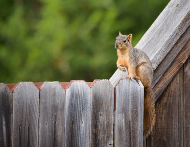 东方狐狸松鼠在后院的木栅栏上