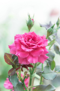 阳光明媚的早晨，花园里的粉红色玫瑰