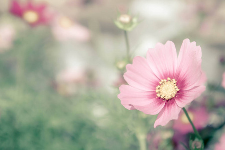 粉红色的宇宙花雏菊在花园里开花