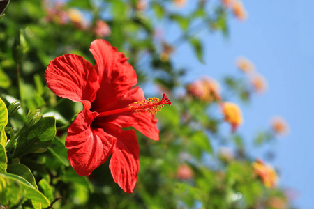 红花芙蓉花