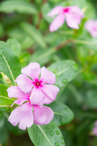 花在花园里盛开