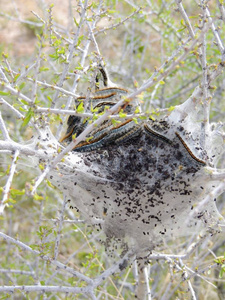 天幕毛虫图片 天幕毛虫素材 天幕毛虫插画 摄图新视界