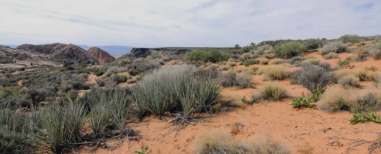 砂岩和熔岩山脉和沙漠植物周围的红色悬崖，国家保护区，黄色的诺尔斯徒步旅行小径，位于犹他州西南部，圣乔治以北，莫哈韦沙漠东北部最边