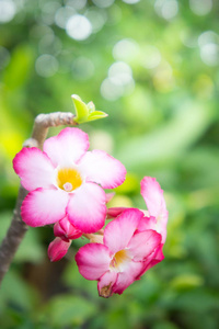 花园背景中的粉红色花朵雏菊自然