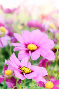 粉红色的宇宙花雏菊在花园里开花