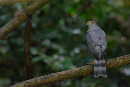 Shikra, 鹰栗