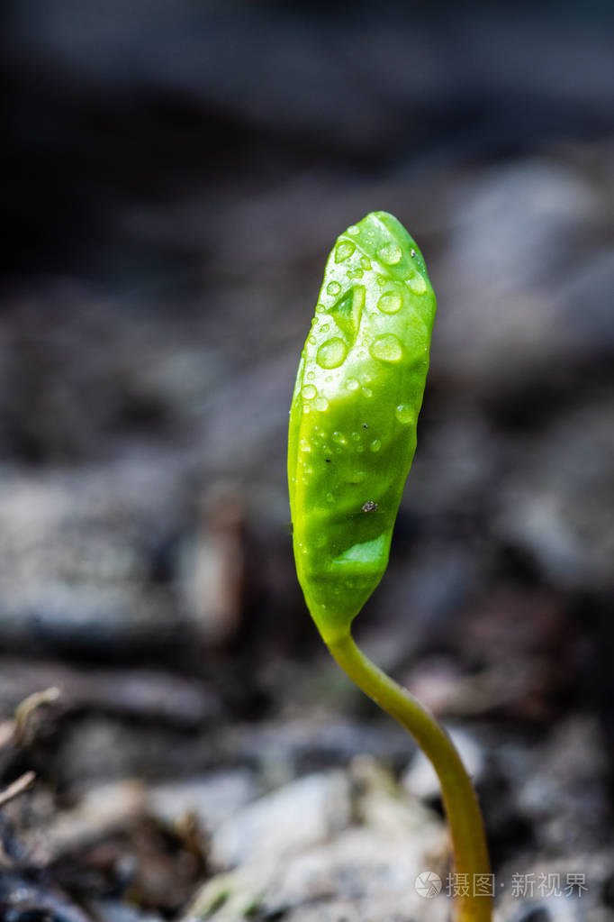 生长在地球上的微小的绿色植物