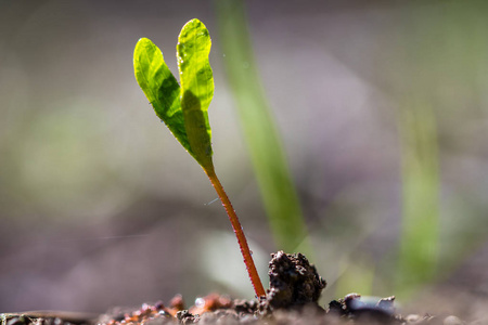 生长在地球上的微小的绿色植物照片