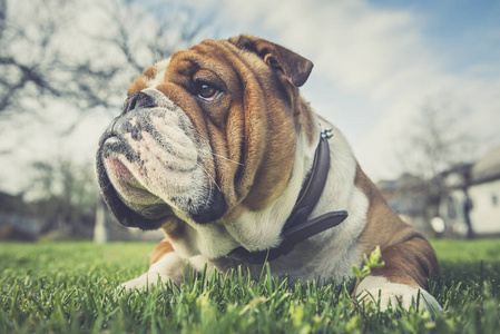 英国斗牛犬躺在草地上的肖像选择性聚焦