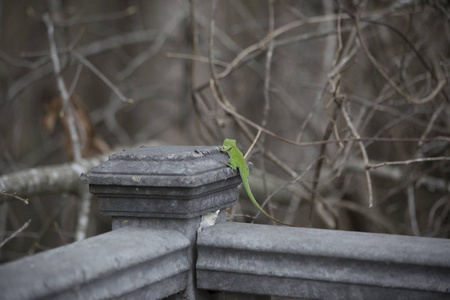 护栏上的 anole