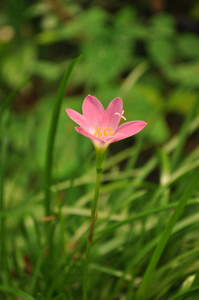 菠萝在市场上销售