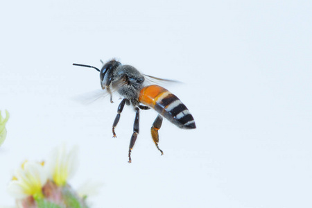 一只蜜蜂在白色背景下飞行照片
