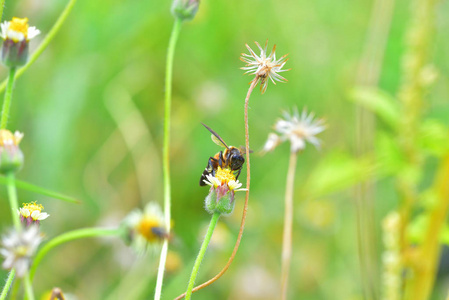 一只蜜蜂栖息在美丽的花朵上图片