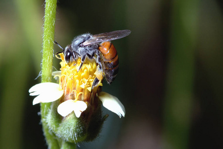 一只蜜蜂栖息在美丽的花朵上