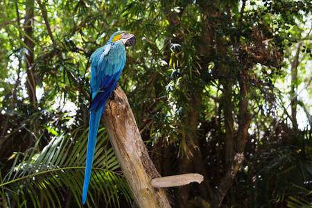 有趣的热带鹦鹉多米尼加共和国