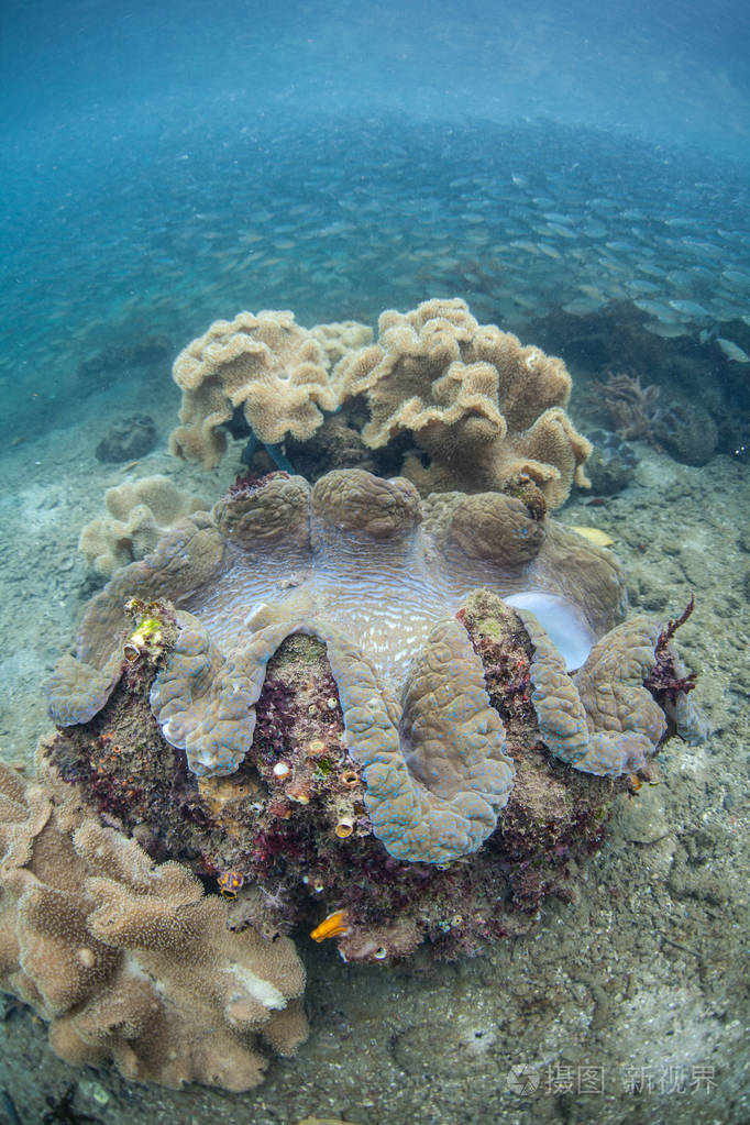 这个热带地区由于其海洋生物多样性而被称为珊瑚三角形的中心.