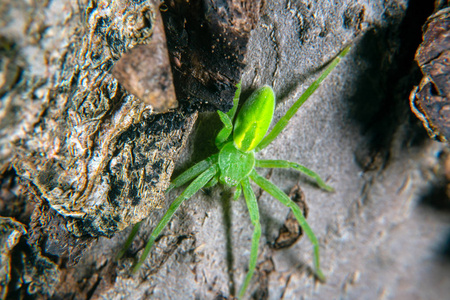 绿色猎人蜘蛛照片