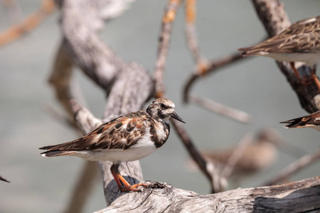 巢红润 turnstone 涉水鸟与蚤缀 interpres