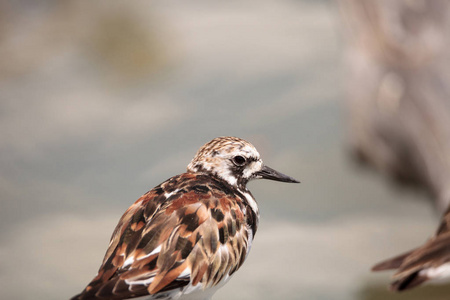 巢红润 turnstone 涉水鸟与蚤缀 interpres