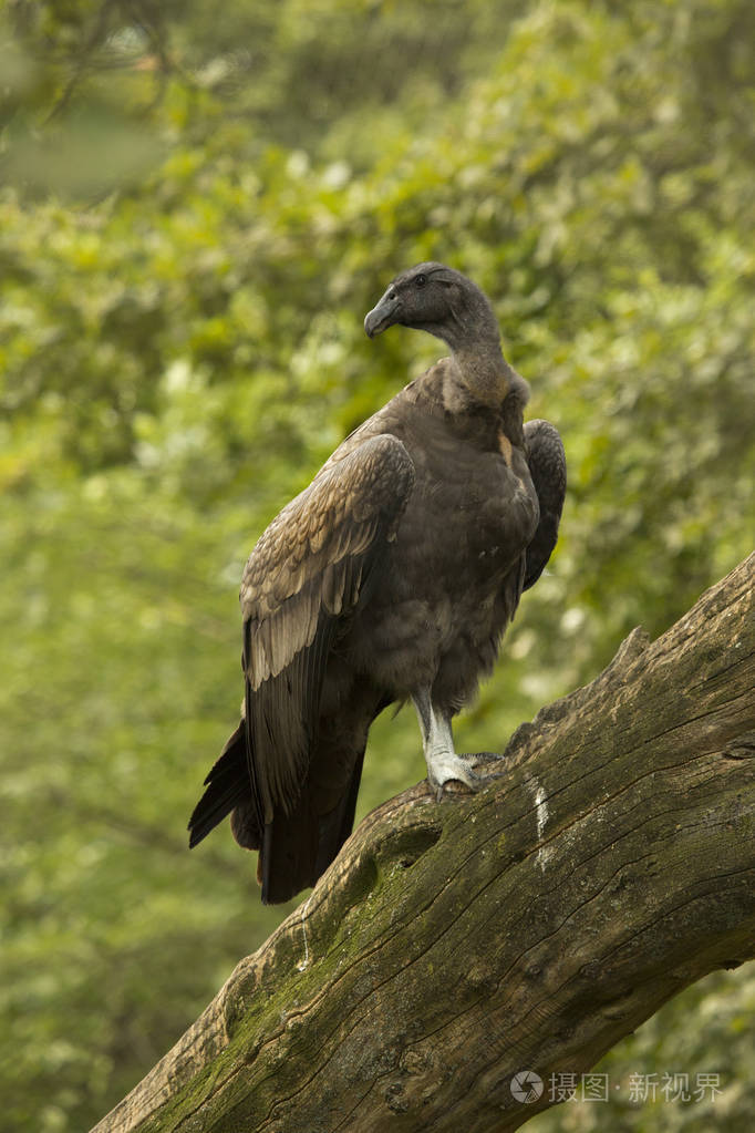 安第斯秃鹰秃鹫鹰
