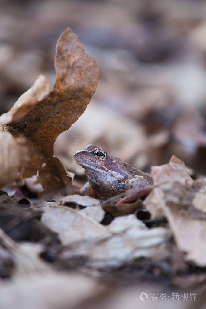 一只美丽的棕色青蛙坐在地上地上长满了去年干燥的树叶和草早春的风景
