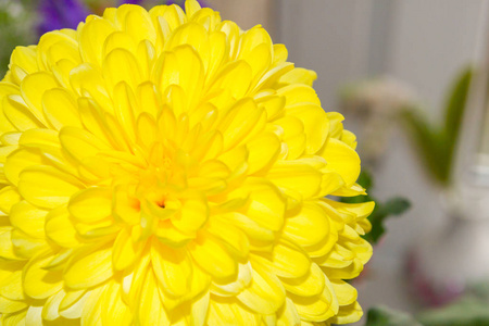 明亮的黄色阳光蓬松的菊花花束