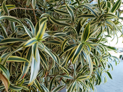 室内植物站在窗边